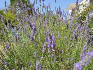 Apartments By The Sea