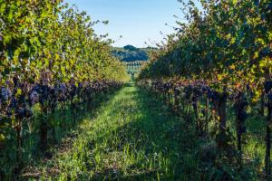 Un Ottima Annata - La casa nel vigneto