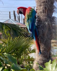 Parrot World - Les Lodges : photos des chambres