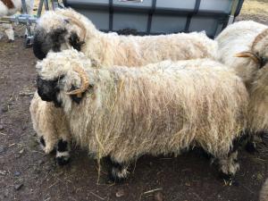 Appartements LE DOMAINE DE LA LOUVE BLANCHE : photos des chambres