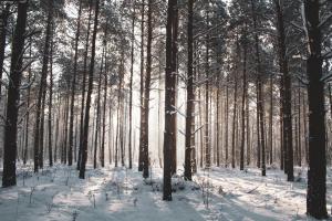 Jarzębinowa Dom do wynajęcia na Podlasiu