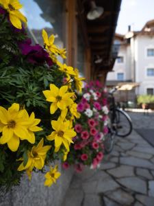 Albergo Alpenrose
