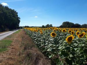 Maisons de vacances Les Bruyeres de Jeanne et Rene Zoo de Beauval a 20min,Chateaux TOUT INCLUS : photos des chambres