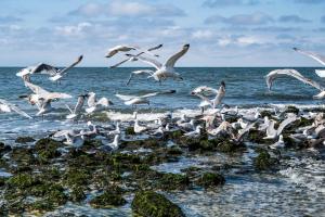 Helene - Sylt
