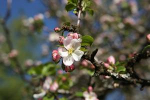Ferienwohnung Pyhrgasblick