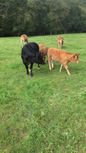 Casa Amalia - En el corazón verde de Cantabria!!