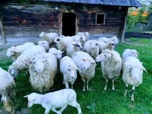 Medjedovica Brdo Godovik