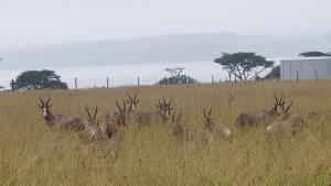 Verdant Valley Lodge