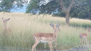 Verdant Valley Lodge