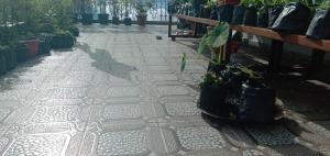 RISE N SHINE HOMESTAY