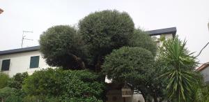 Il Vecchio Ginepro img24