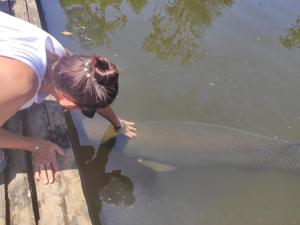 Misahualli Laguna Paikawe B&B