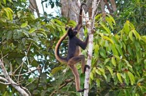 Misahualli Laguna Paikawe B&B
