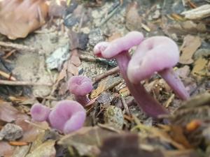 STUDIO SLOW CERLA 9 Korbielów