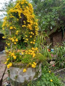 Casa del arbol hostel