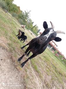 Agriturismo Corte Maccini