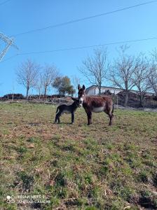Agriturismo Corte Maccini