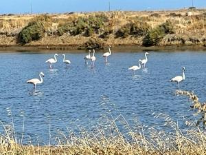 Fuseta Holiday House