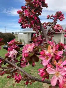 White Croft Cottage - Steppes