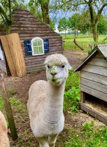 Luxe Finse Kota van de Zandhoef