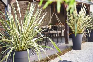 B&B / Chambres d'hotes Demeure de Manneville - SPA - 1Km des plages de Cabourg : photos des chambres