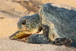 Turtle Guest House