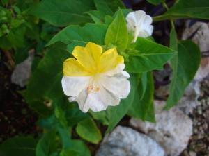 Peters Cottage, Near Fiscardo, Kefalonia