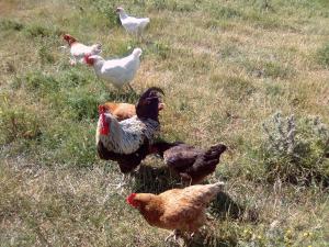 Maisons de vacances La Ferme d' Emerentine : photos des chambres