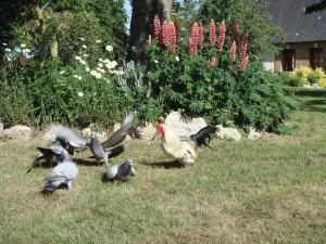 Maisons de vacances les coquelicots : photos des chambres