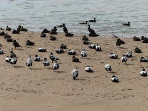 Beautiful House in Village Newburgh Ellon