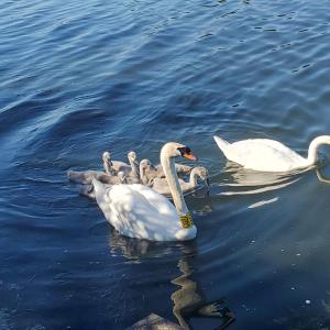 Duna House Duna Ház