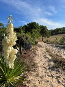 Maisons de vacances Maison dans les dunes : photos des chambres