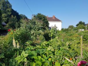 B&B / Chambres d'hotes LES LUPINS : photos des chambres