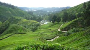 The Quintet Cameron Highlands by Tulip