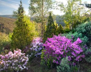 Birches Cottage & the Willows Garden Room