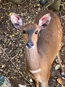 Knysna Log Home - Brenton on Lake