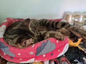 PENSIUNEA CARAIMAN Servicii de cazare