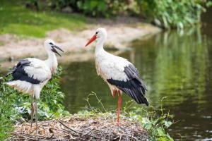 Campings camping du ried a proximite d'Europa-Park et Rulentica : photos des chambres