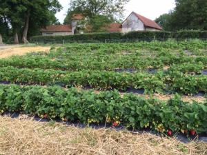 B&B / Chambres d'hotes La Ferme du Bois Quesnoy : photos des chambres