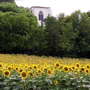 Maisons d'hotes Sans Souci : photos des chambres