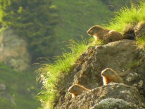 Rifugio Capanna Bill