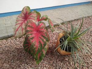 CASA LAR - Curta com a Família- A hora é agora, Venha