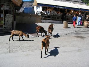 B&B / Chambres d'hotes Entre Alpes et Leman : photos des chambres