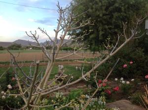 Laasteskof - The end of the road