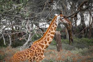 Naivasha West Beach Camp