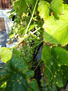 Ferienwohnung im Seidlerhof mit Balkon und Garten