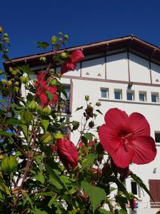 Hotels Hotel Pyrenees Atlantique : photos des chambres