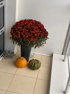 Апартементи на Французькому бульвару