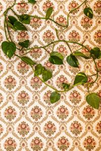 Appartements Villa Martha - Appt 02 : Appartement - Rez-de-Chaussée