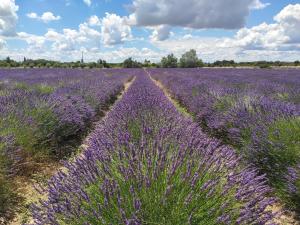 B&B / Chambres d'hotes Les Champs de Provence : photos des chambres